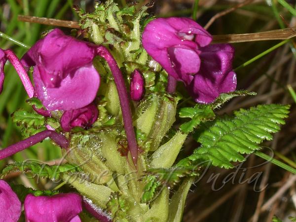 Large-Flower Lousewort